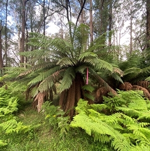 Dicksonia antarctica (Soft Treefern) at Monga, NSW - 6 Feb 2025 by Tapirlord