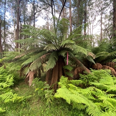 Dicksonia antarctica (Soft Treefern) at Monga, NSW - 6 Feb 2025 by Tapirlord