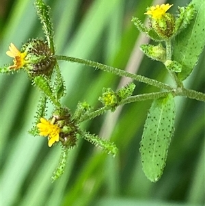 Sigesbeckia orientalis (Indian Weed) at Monga, NSW - 6 Feb 2025 by Tapirlord