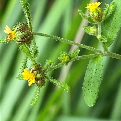 Sigesbeckia orientalis (Indian Weed) at Monga, NSW - 6 Feb 2025 by Tapirlord