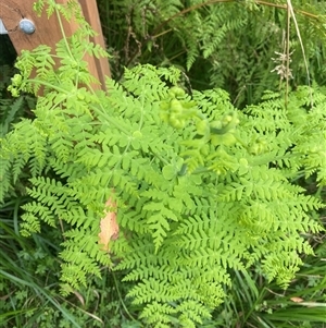 Histiopteris incisa (Bat's-Wing Fern) at Monga, NSW - 6 Feb 2025 by Tapirlord