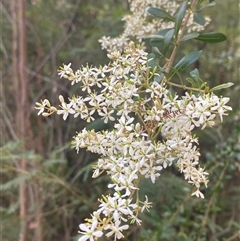 Bursaria spinosa subsp. spinosa (Blackthorn, Boxthorn) at Monga, NSW - 6 Feb 2025 by Tapirlord