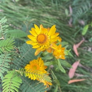 Xerochrysum bracteatum (Golden Everlasting) at Monga, NSW - 6 Feb 2025 by Tapirlord