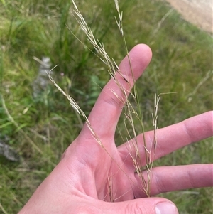 Austrostipa rudis subsp. nervosa (A Speargrass) at Monga, NSW - 6 Feb 2025 by Tapirlord