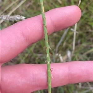 Hemarthria uncinata (Matgrass) at Monga, NSW - 6 Feb 2025 by Tapirlord