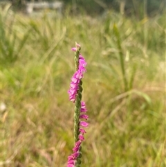 Spiranthes australis (Austral Ladies Tresses) at Monga, NSW - 6 Feb 2025 by Tapirlord