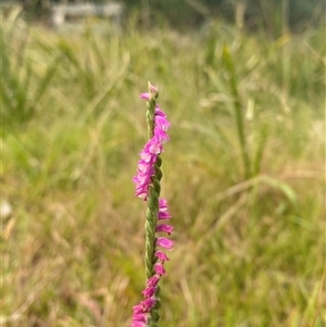 Spiranthes australis (Austral Ladies Tresses) at Monga, NSW - 6 Feb 2025 by Tapirlord