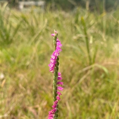 Spiranthes australis (Austral Ladies Tresses) at Monga, NSW - 6 Feb 2025 by Tapirlord