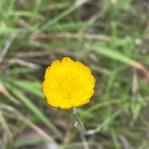 Coronidium gunnianum (Gunn's Everlasting) at Monga, NSW - 6 Feb 2025 by Tapirlord