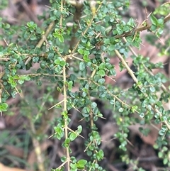 Coprosma quadrifida (Prickly Currant Bush, Native Currant) at Monga, NSW - 6 Feb 2025 by Tapirlord