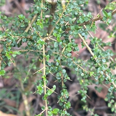 Coprosma quadrifida (Prickly Currant Bush, Native Currant) at Monga, NSW - 6 Feb 2025 by Tapirlord