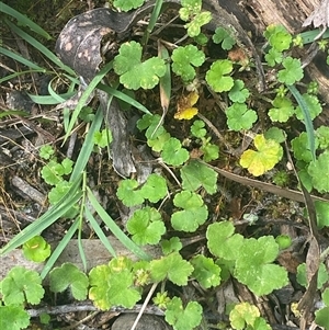 Hydrocotyle hirta (Hairy Pennywort) at Monga, NSW - 6 Feb 2025 by Tapirlord