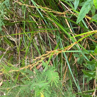 Lepidosperma laterale (Variable Sword Sedge) at Monga, NSW - 6 Feb 2025 by Tapirlord