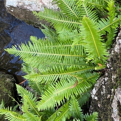 Blechnum nudum (Fishbone Water Fern) at Monga, NSW - 6 Feb 2025 by Tapirlord