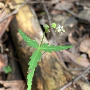Hydrocotyle geraniifolia (Forest Pennywort) at Monga, NSW - 6 Feb 2025 by Tapirlord