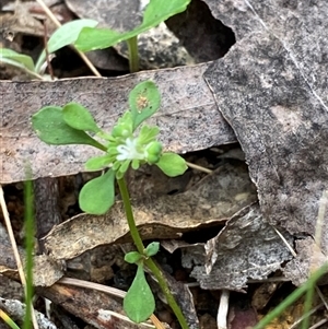 Poranthera microphylla (Small Poranthera) at Monga, NSW - 6 Feb 2025 by Tapirlord