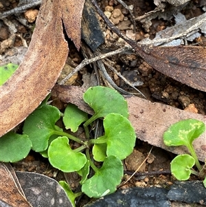 Viola hederacea (Ivy-leaved Violet) at Monga, NSW - 6 Feb 2025 by Tapirlord