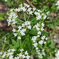 Platysace lanceolata (Shrubby Platysace) at Monga, NSW - 6 Feb 2025 by Tapirlord