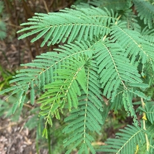 Acacia trachyphloia (Bodalla Wattle) at Monga, NSW - 6 Feb 2025 by Tapirlord