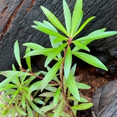 Tasmannia lanceolata (Mountain Pepper) at Monga, NSW - 6 Feb 2025 by Tapirlord