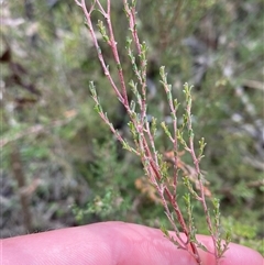 Kunzea parvifolia (Violet Kunzea) at Northangera, NSW - 6 Feb 2025 by Tapirlord