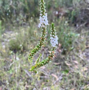 Epacris gunnii (Heath) at Northangera, NSW - 6 Feb 2025 by Tapirlord