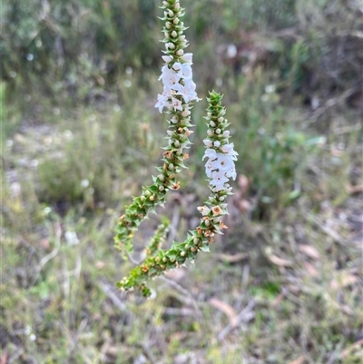 Epacris gunnii (Heath) at Northangera, NSW - 6 Feb 2025 by Tapirlord
