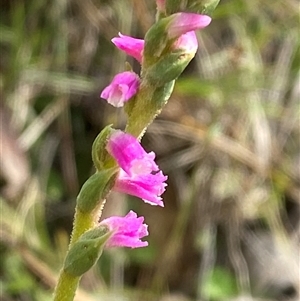 Spiranthes australis (Austral Ladies Tresses) at Northangera, NSW - 6 Feb 2025 by Tapirlord