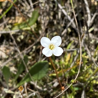 Mitrasacme polymorpha (Varied Mitrewort) at Northangera, NSW - 6 Feb 2025 by Tapirlord