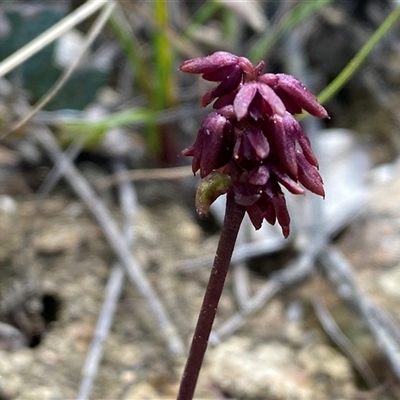 Corunastylis densa (Dense Midge Orchid) at Northangera, NSW - 6 Feb 2025 by Tapirlord