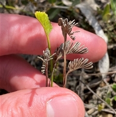 Schizaea bifida (Forked Comb Fern) at Mongarlowe, NSW - 6 Feb 2025 by Tapirlord