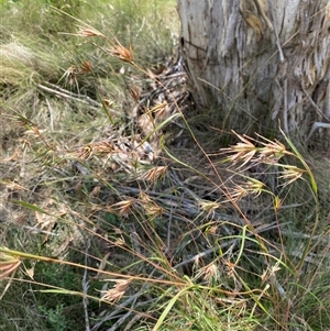 Themeda triandra (Kangaroo Grass) at Mongarlowe, NSW - 6 Feb 2025 by Tapirlord