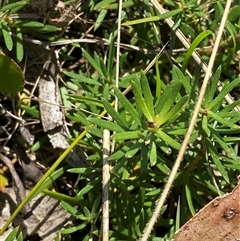 Persoonia chamaepeuce (Dwarf Geebung) at Mongarlowe, NSW - 6 Feb 2025 by Tapirlord