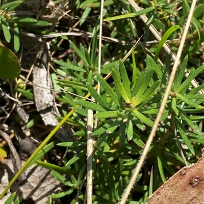 Persoonia chamaepeuce (Dwarf Geebung) at Mongarlowe, NSW - 6 Feb 2025 by Tapirlord