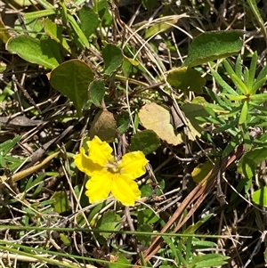 Goodenia hederacea subsp. hederacea (Ivy Goodenia, Forest Goodenia) at Mongarlowe, NSW - 6 Feb 2025 by Tapirlord