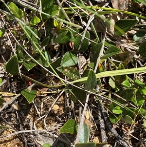 Mirbelia platylobioides (Large-flowered Mirbelia) at Mongarlowe, NSW - 6 Feb 2025 by Tapirlord