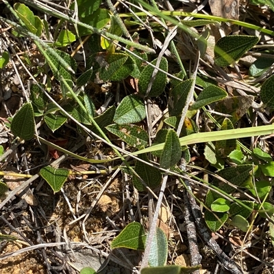 Mirbelia platylobioides (Large-flowered Mirbelia) at Mongarlowe, NSW - 6 Feb 2025 by Tapirlord