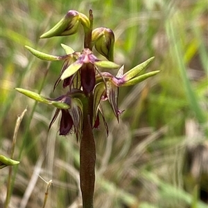 Corunastylis oligantha (Mongarlowe Midge Orchid) at Mongarlowe, NSW - 6 Feb 2025 by Tapirlord