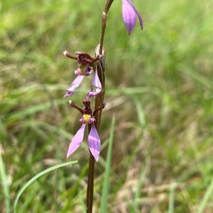 Eriochilus magenteus (Magenta Autumn Orchid) at Mongarlowe, NSW - 6 Feb 2025 by Tapirlord