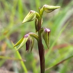 Corunastylis oligantha (Mongarlowe Midge Orchid) at Mongarlowe, NSW - 6 Feb 2025 by Tapirlord