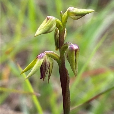Corunastylis oligantha (Mongarlowe Midge Orchid) at Mongarlowe, NSW - 6 Feb 2025 by Tapirlord