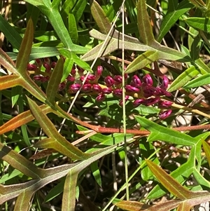 Grevillea sp. (Grevillea) at Mongarlowe, NSW - 6 Feb 2025 by Tapirlord