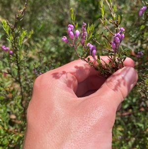 Comesperma ericinum (Heath Milkwort) at Mongarlowe, NSW - 6 Feb 2025 by Tapirlord