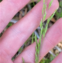 Hookerochloa eriopoda (Snow Fescue) at Captains Flat, NSW - 6 Feb 2025 by Tapirlord