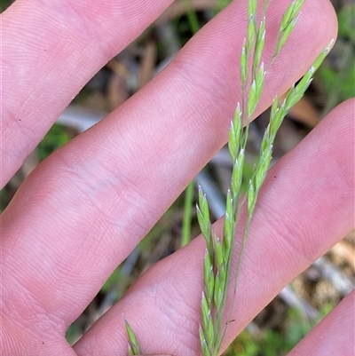 Hookerochloa eriopoda (Snow Fescue) at Captains Flat, NSW - 6 Feb 2025 by Tapirlord