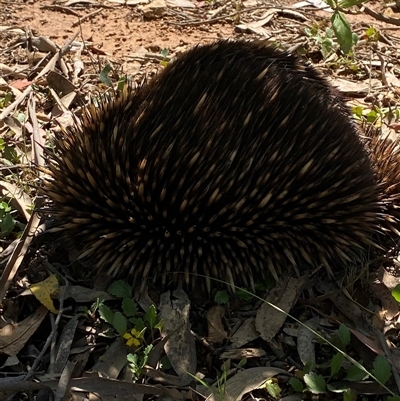 Tachyglossus aculeatus (Short-beaked Echidna) at Captains Flat, NSW - 6 Feb 2025 by Tapirlord