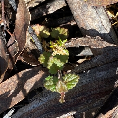 Veronica calycina (Hairy Speedwell) at Harolds Cross, NSW - 6 Feb 2025 by Tapirlord
