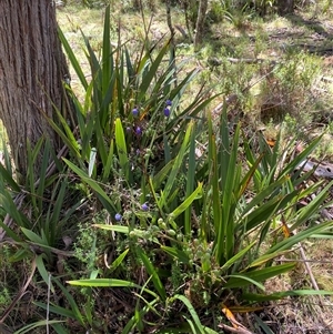 Dianella tasmanica (Tasman Flax Lily) at Harolds Cross, NSW - 6 Feb 2025 by Tapirlord