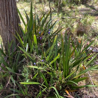 Dianella tasmanica (Tasman Flax Lily) at Harolds Cross, NSW - 6 Feb 2025 by Tapirlord
