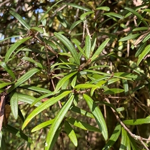 Pittosporum bicolor (Banyalla) at Captains Flat, NSW - 6 Feb 2025 by Tapirlord